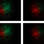 Homestar Matataki Test 2025 » Erfahrungen & Bewertung