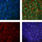 Homestar Matataki Test 2025 » Erfahrungen & Bewertung